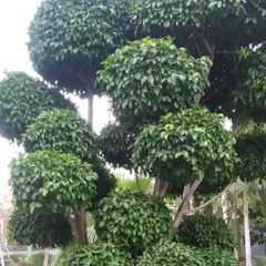 A magnificent, multi-tiered topiary tree, expertly pruned to create a cloud-like effect. This type of specimen tree serves as a stunning living sculpture and a focal point for any large garden.