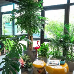 This is what I mean by creating an urban oasis. For this sunlit corner, I layered various indoor plants with different heights and textures, from a tall Ficus tree to a sprawling Monstera, to build a lush, vibrant, and living part of the home's interior design.