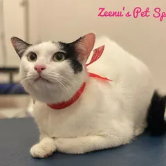 It’s not just long-haired cats who need pampering. This handsome short-haired cat is looking so sleek and dapper after his grooming session. A good bath and brush makes his white coat shine, and the red bow adds a splash of fun.
