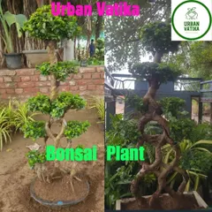 Two more examples of my Ficus bonsai trees, each with its own unique, artistic shape.