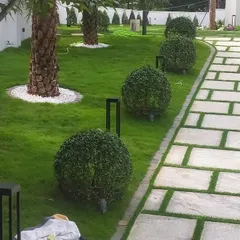 Precision is key to our garden maintenance. These perfectly spherical topiary bushes are a result of our artistic pruning service, adding a touch of formal elegance and structure to the landscape.