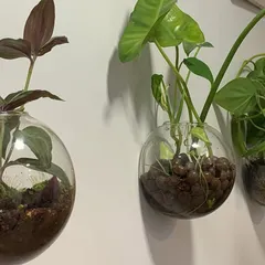 A closer look at the wall-mounted glass planters. One contains a vining philodendron in LECA clay pebbles, while the other is a soil-based terrarium with a Tradescantia, showcasing different planting methods.
