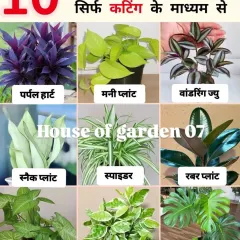 You can grow all these plants from just a healthy cutting. This guide includes popular options like Syngonium, Rubber Plant, and Spider Plant.
