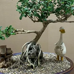 A detailed look at a Premna bonsai with its intricate root-over-rock structure. I carefully train the roots to grow over the rock, creating a dramatic, aged appearance.