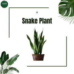 A graphic showcasing the Snake Plant, a popular choice for its striking vertical leaves and incredibly low-maintenance needs, making it perfect for beginners.