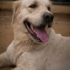 The classic happy face of a Golden Retriever. These gentle souls are a core part of our pack and make everyone feel welcome.