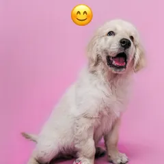 The pure, unfiltered joy of a golden retriever puppy. A simple pink background adds a touch of sweetness to this adorable studio portrait.