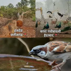 A powerful meme showing deforestation on one side and a bird drinking from a bowl of water on the other. The caption says it all: "Destroying their nests and then keeping water on the roof in summer, only humans have this art."