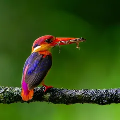 The Oriental Dwarf Kingfisher, a tiny jewel of the forest. Capturing its vibrant colors requires not just technical skill but a deep understanding of its habitat, something I focus on teaching during my bird photography workshops.