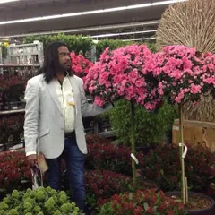 Admiring a stunning Azalea topiary tree during a trip to the Netherlands. My international travels are essential for finding inspiration and sourcing world-class plants.