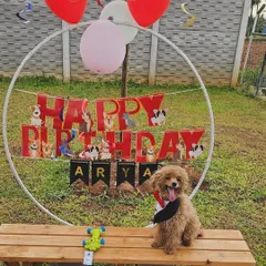 Another angle of Arya's adorable birthday setup. We love creating these picture-perfect moments for you and your furry family member.