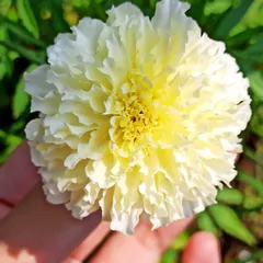 Another shot of my homegrown white marigold, this time catching the sunlight perfectly. The next step in my gardening adventure is to learn how to harvest seeds from this flower.