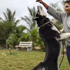 A huge part of our daycare and training is building a strong, positive bond with every dog. Here's our trainer having a fun, energetic play session with Gouda, a young Goberian. This kind of structured play is essential for burning energy and building trust.