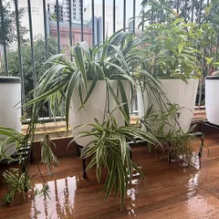 Spider plants are one of the easiest houseplants to grow and propagate. We helped a client pot up this baby spiderling that she grew herself. The joy on her face was just indescribable.