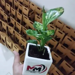 We offer a variety of easy-care plants, like this pet-friendly Aglaonema Snow White. Held here in a pot branded for Maaber Marketing, you can see our rows of eco-friendly carriers in the background, ready for a large event.