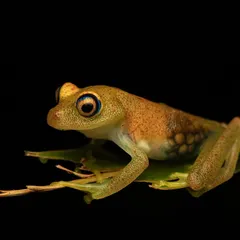 This award-winning photo shows a translucent Boophis Viridis frog in Madagascar, with its eggs visible through its skin. This image highlights the delicate and miraculous nature of life.