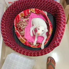My Rajapalayam puppy lies in a pink-lined bed, seen from above. I shared this wider picture when he joined my family.