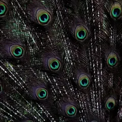 Another shot of the Indian Peafowl's feathers. This image captures the intricate detail and iridescent colors of the eyespots, showcasing the natural artistry in its plumage.