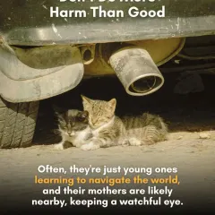 Don't do more harm than good. Often, young puppies or kittens you see alone are just exploring, with their mother watching from nearby. Removing them can be detrimental.