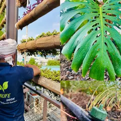 Our commitment is to a greener future. This collage shows our team maintaining a large-scale vertical garden, a close-up of a healthy Monstera leaf, and the smart drip irrigation system we use to conserve water.