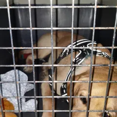 A close-up view shows the pet resting inside the sturdy, well-ventilated IATA-compliant travel crate.