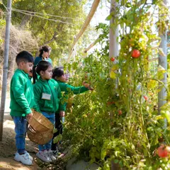 Young students in our tomato greenhouse, learning to spot the ripe ones. Our farm school program makes learning about food and nature an exciting adventure.