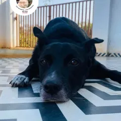 A moment of rest for this sweet black dog. After playtime and walks, we have plenty of cool, clean floor space for the dogs to chill out.