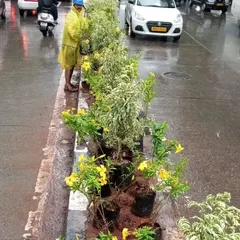This image shows the planting stage of the "One Green Mile" project in Lower Parel. My team is carefully placing flowering shrubs and variegated plants along the road median, even during the Mumbai monsoon, to beautify the urban landscape.