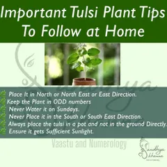 The Tulsi plant is sacred and brings immense peace and harmony, but its placement is key. This graphic lists important tips, such as placing it in the North or North-East, never watering it on Sundays, and always keeping it in a pot.