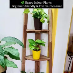 If you are new to gardening, Amazon has some great essentials to get you started. These Ugaoo indoor plants are beginner-friendly and low maintenance.