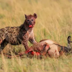 The blood-soaked hyena stands over its kill. After 20 minutes of agony, the wildebeest finally breathed its last.
