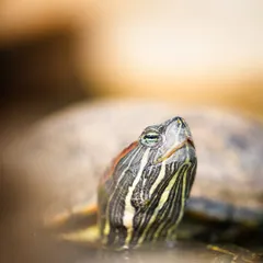 A curious red-eared slider turtle popping his head up to say hello. I missed the action I was supposed to be shooting, but this little guy was worth it.