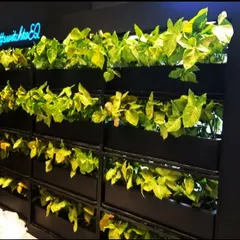 A close-up of the lush, vibrant leaves in the Mercedes-Benz green wall. We selected hardy indoor plants that thrive with minimal maintenance, ensuring the installation remains healthy and beautiful over time.