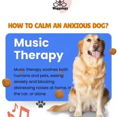 Music therapy is a wonderful tool for calming an anxious dog. As this graphic explains, soothing music can ease anxiety and block out distressing noises at home, in the car, or when your dog is alone.