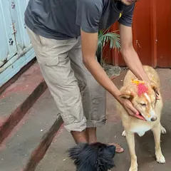 A quiet moment of blessing during the Diwali festivities. We make sure even the shyest dogs feel included and cherished during our celebrations.