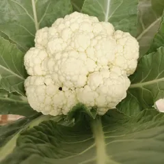 A perfect head of cauliflower. It's amazing to see such a classic garden vegetable grow so beautifully and cleanly without any soil.