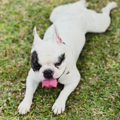 A happy and relaxed Frenchie enjoying his vacation. We make sure every boarding dog feels right at home.