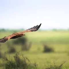 A Tawny Eagle in full flight, its wings spread wide as it soars over the green fields of Jaisalmer. This shot captures the grace and freedom of a raptor on the wind.