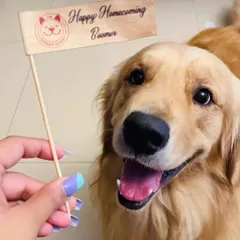 A happy face for International Dog Day! This beautiful Golden Retriever, Boomer, is celebrating his homecoming. Moments like these are what it's all about.