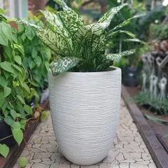 The striking variegated leaves of this Dieffenbachia 'Snow' look fantastic against the clean, ribbed texture of this white planter. We can help you find the perfect pot to complement your plant's unique features.