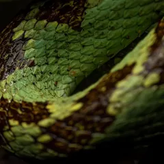 A macro shot showing the intricate, jewel-like scales of the Malabar Pit Viper.