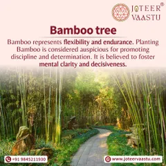 The Bamboo tree represents flexibility and endurance. Planting bamboo is considered auspicious for promoting discipline, determination, mental clarity, and decisiveness.