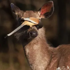 A perfect example of symbiosis in the wild, this Rufous Treepie forages for insects on the face of a Sambar deer. This unique interaction, where both animal and bird benefit, is a fascinating behavior to witness and photograph.