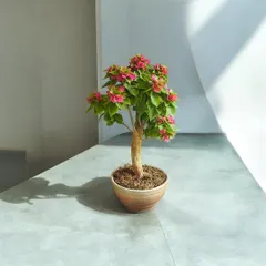 A minimalist shot of a pink Bougainvillea bonsai, where the focus is on its simple form and the promise of color. This tree is perfect for modern spaces that need a touch of living art.