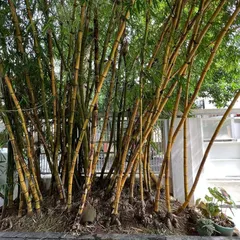 The bamboo grove planted at the perimeter of our studio. This living screen provides privacy, filters light, and serves as a constant connection to nature within our daily work environment.