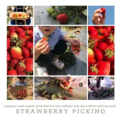 Plan a birthday with a "berrylicious" twist. Our strawberry picking parties are a unique and fun way to celebrate your child's special day outdoors.