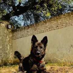 Blessing your feed with the mother of all, Karma vom Baadshah Kennels. She is a core member of our pack and the dam to some of our amazing working-line pups.