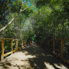 A walk across our wooden boardwalk, surrounded by a canopy of trees, makes you feel like you're deep in the forest.