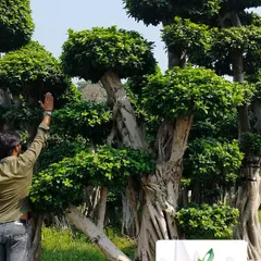 This is what a statement piece looks like. I source and supply massive, mature bonsai trees that become the centerpiece of any garden or large property, demonstrating my ability to procure unique, high-impact plants.