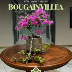 To keep spirits high in an office lobby or reception, a flowering Bougainvillea makes a bold statement. Its vibrant colors create a welcoming and energetic first impression.